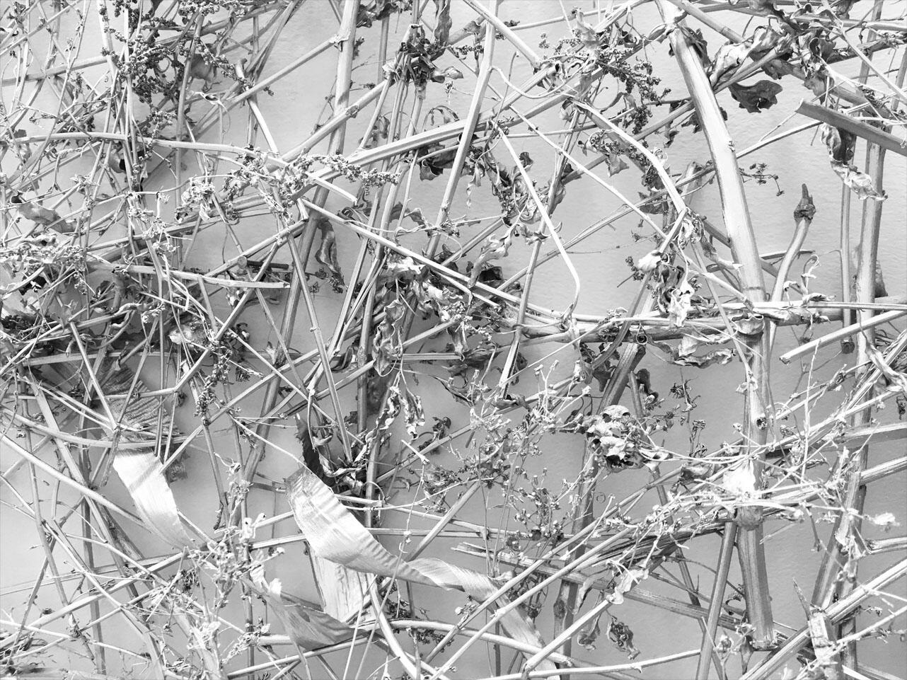 Silver Lining (detail), 2017, dead plant material gathered from vacant lots in South Philadelphia, spray paint